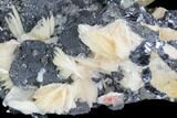 Cerussite Crystals with Bladed Barite on Galena - Morocco #90228-2